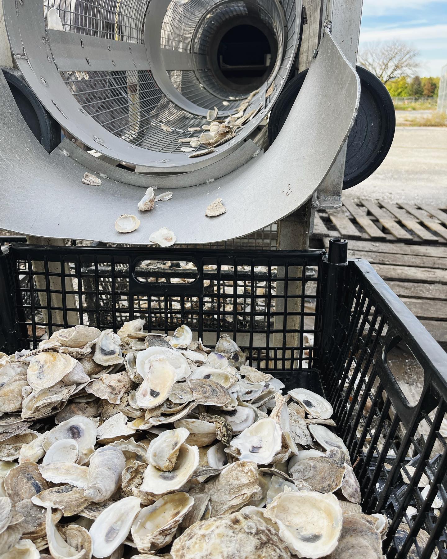 Discarded Marine Shells